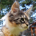 Kotka Maine Coon