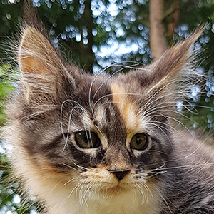 Kotka Maine Coon