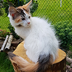 Kotka Maine Coon