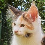 Kotka Maine Coon