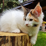 Kotka Maine Coon