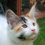 Kotka Maine Coon