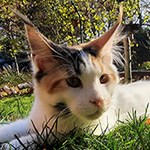 Kotka Maine Coon