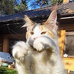 Kotka Maine Coon