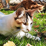 Kotka Maine Coon