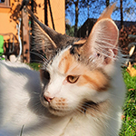 Kotka Maine Coon