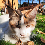 Kotka Maine Coon