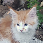 Kotka Maine Coon