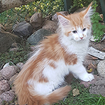 Kotka Maine Coon