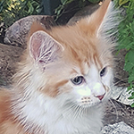 Kotka Maine Coon