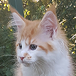 Kotka Maine Coon