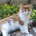 Kotka Maine Coon