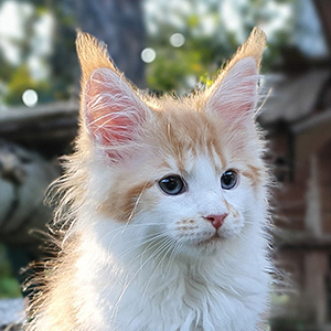 Kotka Maine Coon