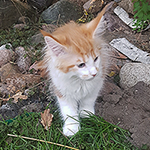 Kotka Maine Coon