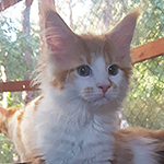 Kotka Maine Coon