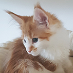 Kotka Maine Coon