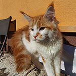 Kotka Maine Coon