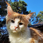 Kotka Maine Coon