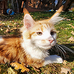 Kotka Maine Coon