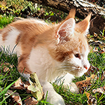 Kotka Maine Coon