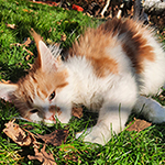 Kotka Maine Coon