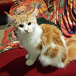 Kotka Maine Coon