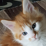 Kotka Maine Coon