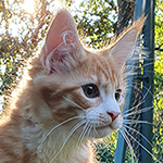 Kocurek Maine Coon