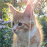 Kocurek Maine Coon