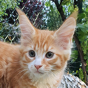 Kocurek Maine Coon