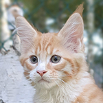 Kocurek Maine Coon