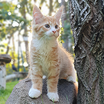 Kocurek Maine Coon