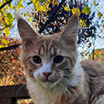 Kocurek Maine Coon