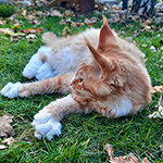 Kocurek Maine Coon