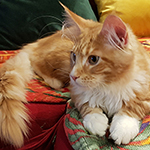 Kocurek Maine Coon