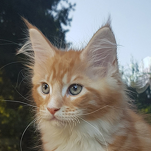 Kocurek Maine Coon