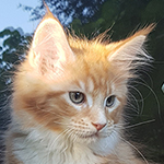 Kocurek Maine Coon