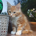 Kocurek Maine Coon