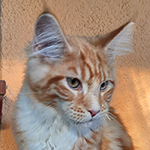 Kocurek Maine Coon