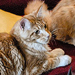 Kocurek Maine Coon