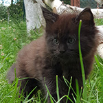 Kocurek Maine Coon