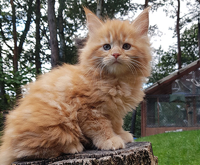 Kotka Maine Coon