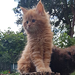 Kotka Maine Coon