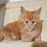 Kotka Maine Coon