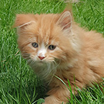 Kotka Maine Coon