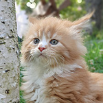 Kotka Maine Coon