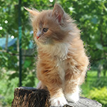 Kotka Maine Coon