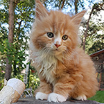 Kotka Maine Coon