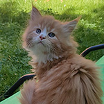 Kotka Maine Coon