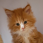 Kotka Maine Coon